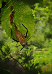 Notobitus