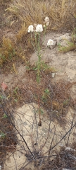 Angiospermae