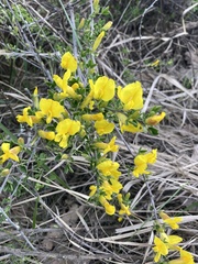 Chamaecytisus ruthenicus