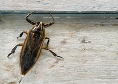 Lethocerus indicus