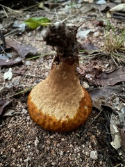 Calvatia holothurioides