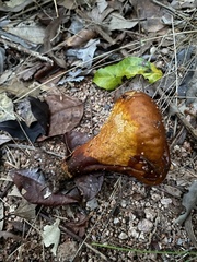Calvatia holothurioides