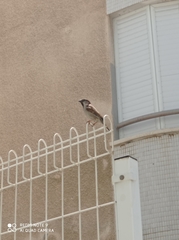Passer domesticus