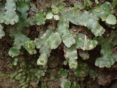 Marchantia foliacea