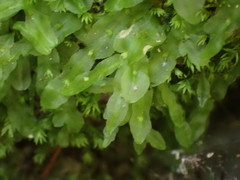 Symphyogyna subsimplex