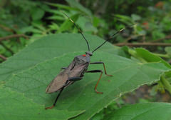 Notobitus