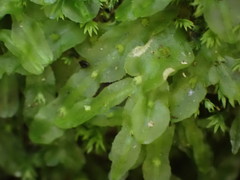 Symphyogyna subsimplex