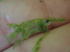 Symphyogyna subsimplex