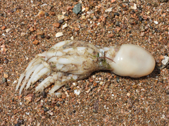 Amphioctopus fangsiao