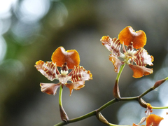 Cyrtochilum minax