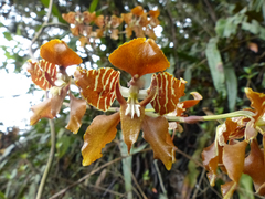 Cyrtochilum minax