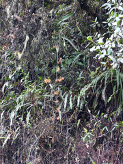 Cyrtochilum minax