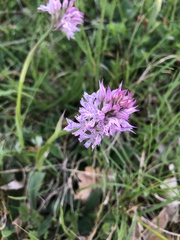 Neotinea tridentata tridentata