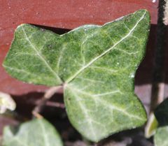 Hedera helix