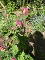 Aquilegia vulgaris