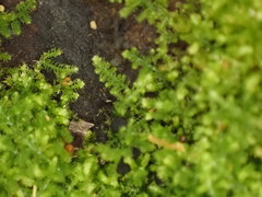 Lepidoziaceae