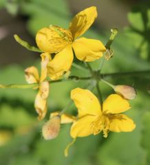 Chelidonium majus
