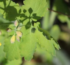 Chelidonium majus