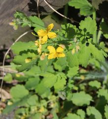 Chelidonium majus