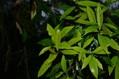 Litsea morrisonensis
