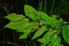 Carpinus rankanensis