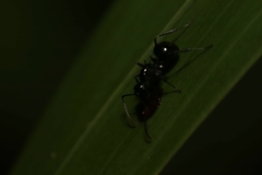 Polyrhachis mucronata
