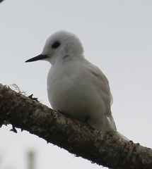 White Tern photo 5