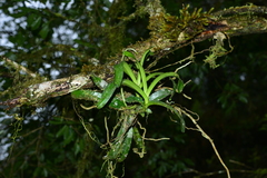 Cleisostoma paniculatum