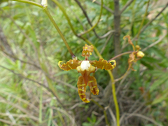Cyrtochilum divaricatum