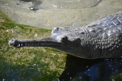 Gavialis gangeticus