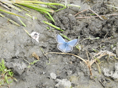 Glaucopsyche lygdamus