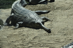 Gavialis gangeticus