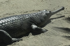 Gavialis gangeticus