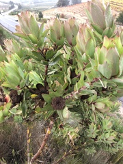 Leucadendron globosum