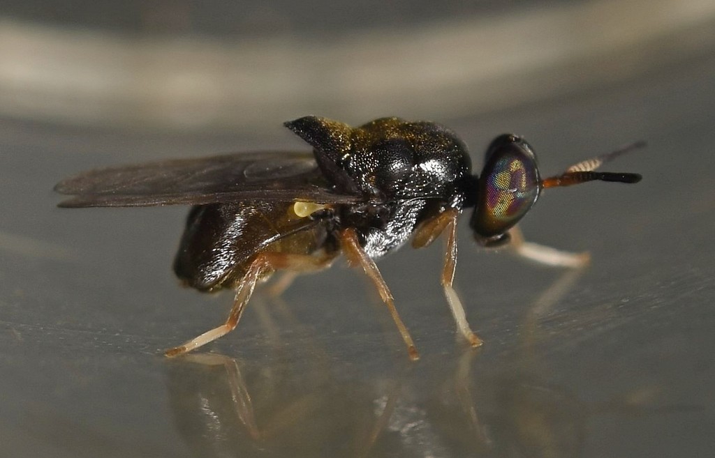 Argyrobrithes