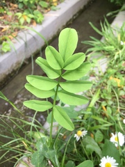 Galega