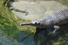 Gavialis gangeticus
