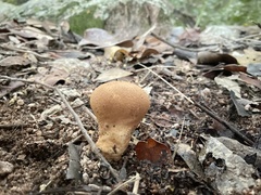 Calvatia holothurioides