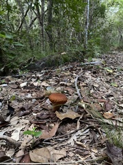 Calvatia holothurioides