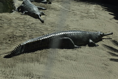Gavialis gangeticus