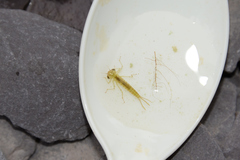 Ceriagrion melanurum