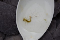 Ceriagrion melanurum