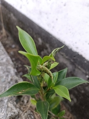 Ficus microcarpa