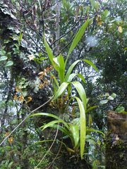 Cyrtochilum cimiciferum