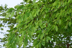 Carpinus rankanensis