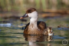 Red-Crested Pochard photo 3