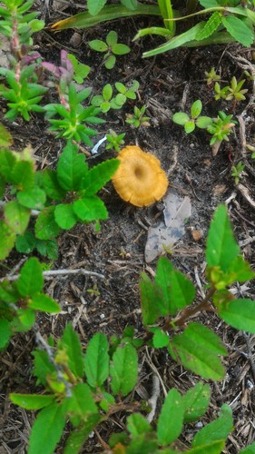 Craterellus tubaeformis image
