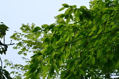 Carpinus rankanensis