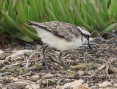 Charadrius sanctaehelenae