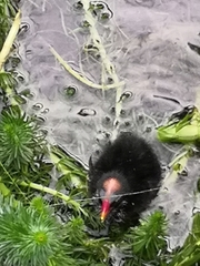 Gallinula chloropus